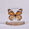 Common Tiger Butterfly | Conscious Craft